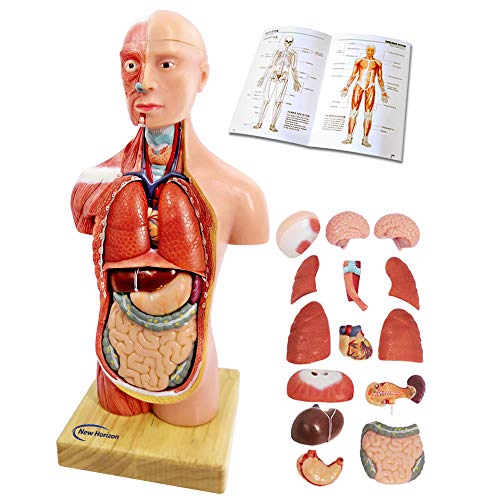 2021 Newest Design Human Body Model for Kids Ages 6+,15 Pcs Removable Human Torso Anatomy Model with Heart Brain Skeleton Head Model for Medical Student Learning Tool,Education Display,Wooden Base