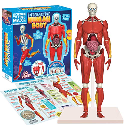 Be Amazing! Toys Interactive Human Body Fully Poseable Anatomy Figure – 14” Tall Human Body Model for Kids - Anatomy Kit – Removable Muscles, Organs and Bones STEM Kids Anatomy Toy – Ages 8+