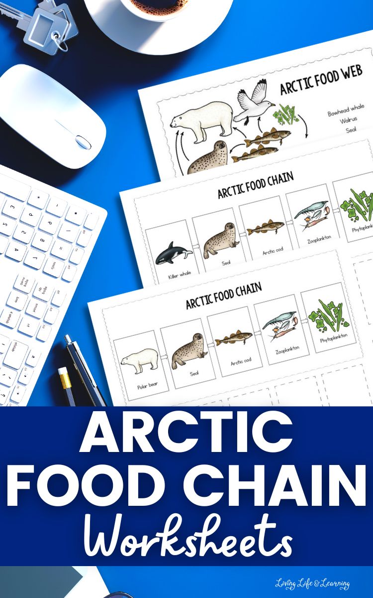 Arctic Food Chain Worksheets
