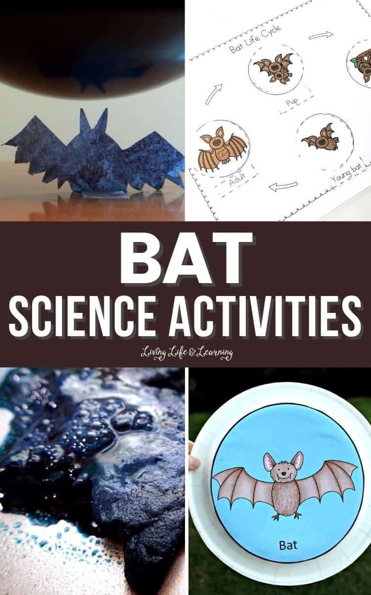 Bat Science Activities