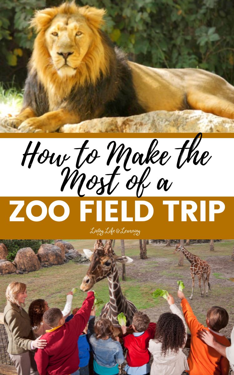 How to Make the Most of a Zoo Field Trip