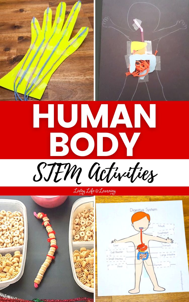 Human Body STEM Activities