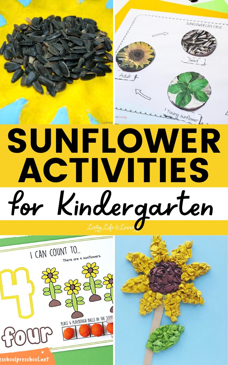 Sunflower Activities for Kindergarten