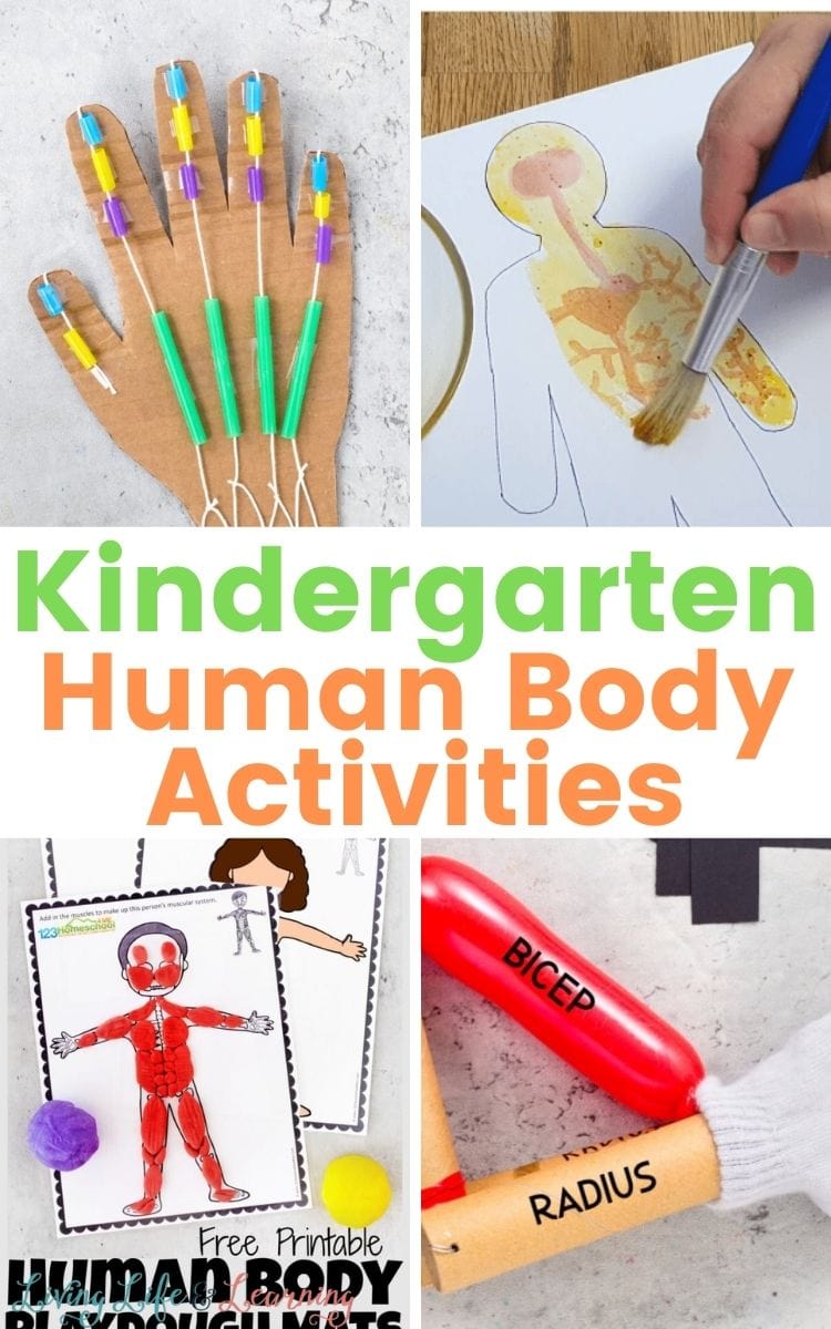 Human Body Activities for Kindergarten