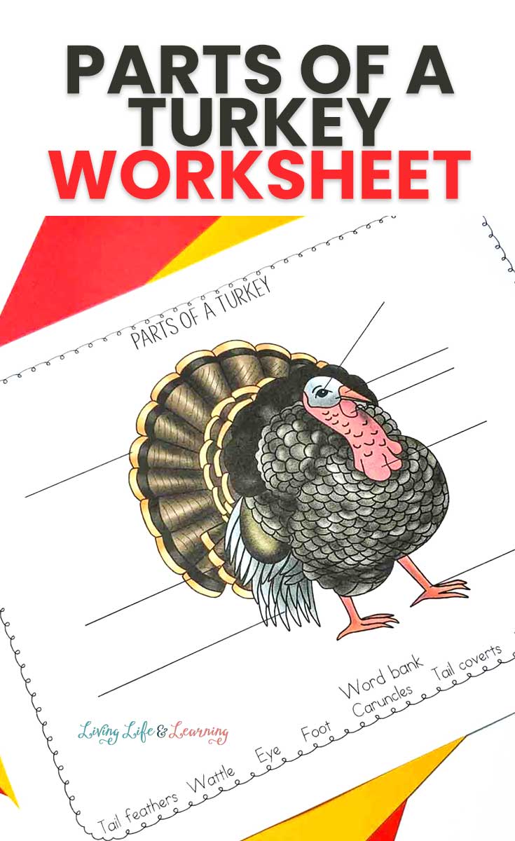 Parts of a Turkey Worksheet