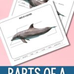 Parts of a Dolphin Diagram